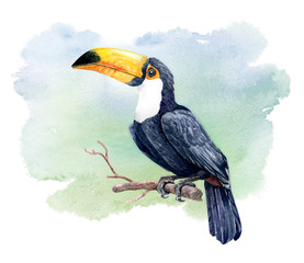 Watercolor Toucan bird on tree branches for Print on Demand, Background watercolor, Bird digital file, Toucan paint,  isolated on white background. This has clipping path.
