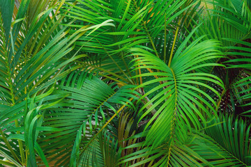 Naklejka na ściany i meble Palm tree branches detail viewed from above