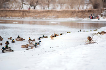 a lot of wild ducks on the winter ice Bank in the Park against the background of a group of people