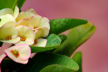 Pretty yellow flowers and vibrant green leaves of the Christ thorn plant against a deep pink background