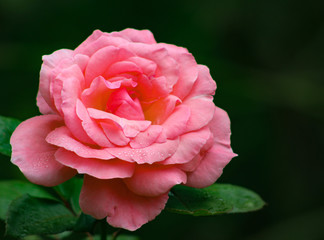 A single, elegant salmon pink rose
