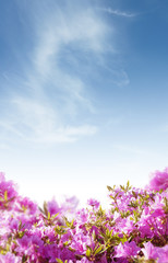 Obraz na płótnie Canvas Beautiful spring flowers background, Season theme, hello spring