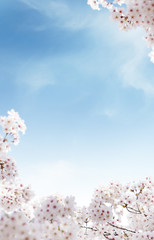 Beautiful spring flowers background, Season theme, hello spring © LHG