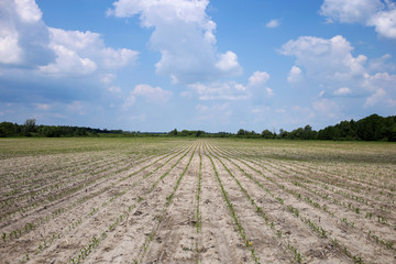 Spacious field of young planted corn.