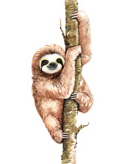 Sloth Watercolor, Sloth paint, Tropical animal, Watercolor boho tropical drawing clipping path isolated on white background.