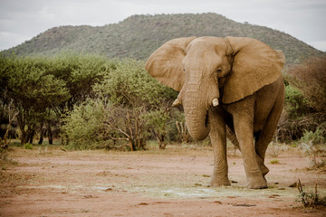 Naklejka premium Afrikanischer Elefant