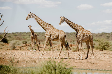 Naklejka na ściany i meble Giraffen, Namibia