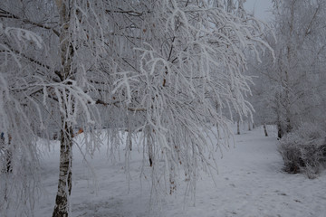 winter forestю 2016