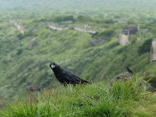 Curious Raven
