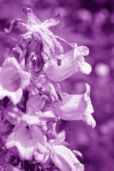 Canterbury bells (Campanula medium) in the summer garden close-up. Purple color toned