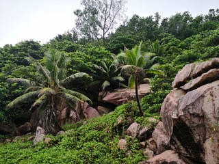 Fototapeta premium Seychellen, Karibik, Malediven, Mauritius, Reunion, Hawaii, Strand, Meer, Sonne, Urlaub, Reisen, Ferien, Palmen, Beach, Tropisch, Insel, Himmel, Wasser, Sommer, Paradies, Dschungel, Küste