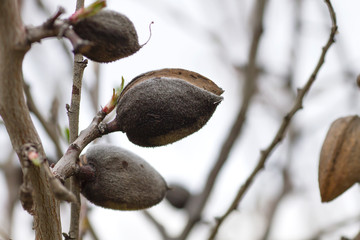 Almond fruits