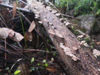 Seychellen, Karibik, Malediven, Mauritius, Reunion, Hawaii, Strand, Meer, Sonne, Urlaub, Reisen, Ferien, Palmen, Beach, Tropisch, Insel, Himmel, Wasser, Sommer, Paradies, Dschungel, Küste