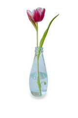 Tulip in clear bottles on white background