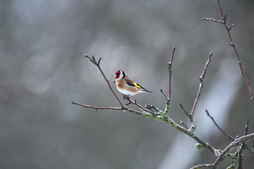 The European goldfinch sitting on the tree branch in cloudy winter snow