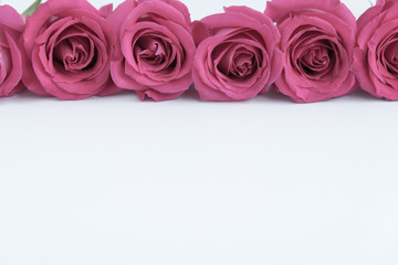 Large heads of pink roses along the top line on a light, white background with space for text. Postcard.