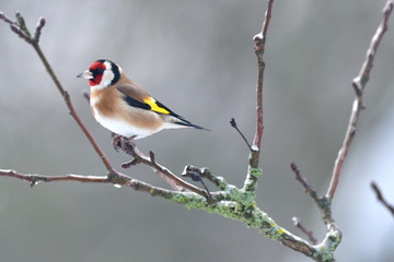The European goldfinch sits and saves energy in winter sitting on a tree 