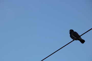 A single pigeon on electrical wires. Blue sky in the background. Close up.