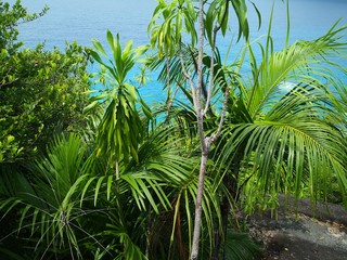 Seychellen, Karibik, Malediven, Mauritius, Reunion, Hawaii, Strand, Meer, Sonne, Urlaub, Reisen, Ferien, Palmen, Beach, Tropisch, Insel, Himmel, Wasser, Sommer, Paradies, Dschungel, K&uuml;ste