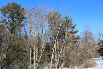 Fototapeta premium birches in spring