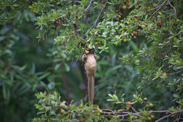 A mousebird dangles from a tree branch as it gorges on berries