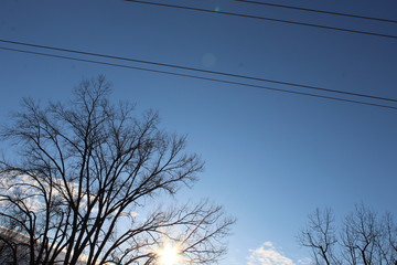 tree in the sky