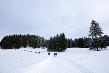 Recreation area on the road between Trei Brazi chalet and Secuilor chalet at over 1000m and 5 km from the Predeal Ski Resort , Prahova Valley, Bucegi mountains, Romania.