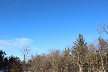 trees and blue sky