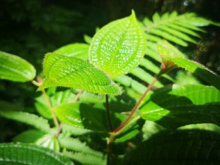 Seychellen, Karibik, Malediven, Mauritius, Reunion, Hawaii, Strand, Meer, Sonne, Urlaub, Reisen, Ferien, Palmen, Beach, Tropisch, Insel, Himmel, Wasser, Sommer, Paradies, Dschungel, Küste