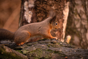 Naklejka na ściany i meble Red Squirrel in Scotland