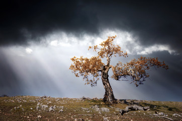 lonely tree against a dramatic sky - Powered by Adobe