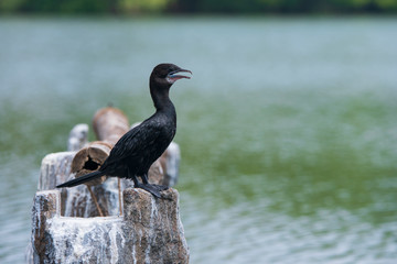 Little Cormorant With Opened Beak