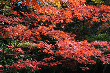 京都詩仙堂の秋景色