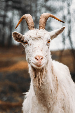 Close-up portrait of white adult goat grassing meadow field at village countryside