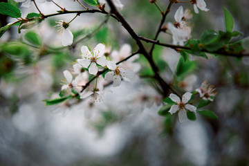 tender blooming in spring, young leaves, warming on a sunny day. beautiful young apricot flower on a green branch in the garden, close-up..
