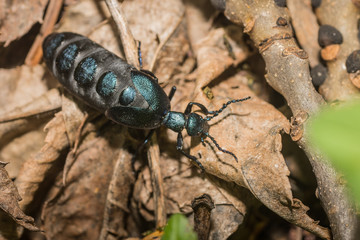 schillender schwarzer kaefer