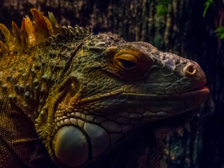 Iguana Portrait Close Up