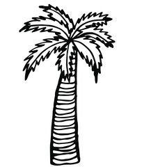  Vector illustration. Close-up of palm tree on an isolated white background.Design for coloring, cover, print of clothes.
