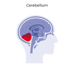 Vector illustration of Cerebellum