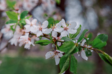 tender blooming in spring, young leaves, warming on a sunny day. beautiful young apricot flower on a green branch in the garden, close-up..