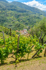 Fototapeta na wymiar Landscape with vines on the hillside in the National park of Cinque Terre, Italy