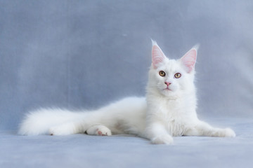 Fototapeta premium Lying purebred white maine coon kitty fluffy