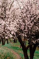 Fototapeta premium tender blooming in spring, young leaves, warming on a sunny day. beautiful young apricot flower on a green branch in the garden, close-up..