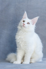 Sitting adorable deaf white maine coon kitty cat © Sabriel Smutný