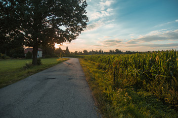 Sunset landscape with a tree and a road