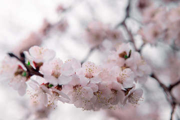 tender blooming in spring, warming, sunny day. beautiful young apricot flower on a branch in the garden, close-up