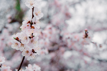 tender blooming in spring, warming, sunny day. beautiful young apricot flower on a branch in the garden, close-up