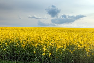 Obraz premium Rapeseed, canola or colza field in Latin Brassica Napus