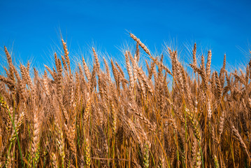 Large spikelets of ripe wheat in the field