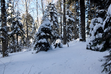 A tree stands alone in a snowy forest, which is all covered with a thick layer of snow. Beautiful winter landscape in the forest in the cold.